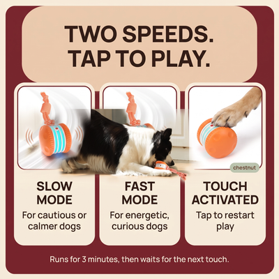The Chase & Tug — Interactive Rolling Dog Toy