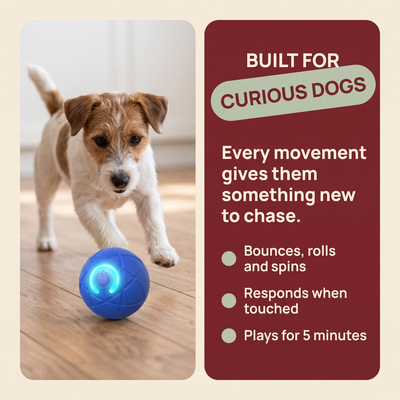 The Zoom Ball — Interactive Bouncing Dog Toy